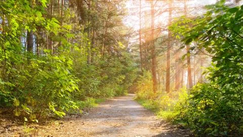 The road in the summer forest is illuminated by the rays of the sun. Stock Photos