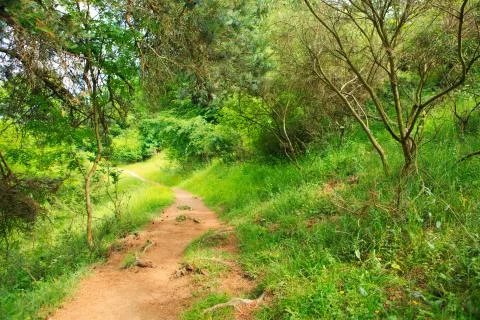 Road in summer forest. Stock Photos