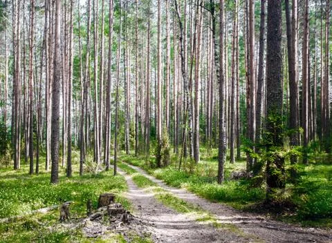 Road in summer forest Stock Photos