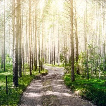 Road in summer forest Stock Photos
