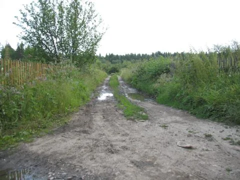 Road in summer forest Stock Photos