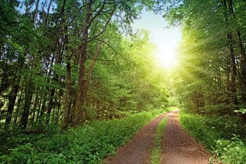 Road in the summer forest. Stock Photos