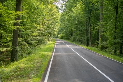Road in summer forest Stock Photos