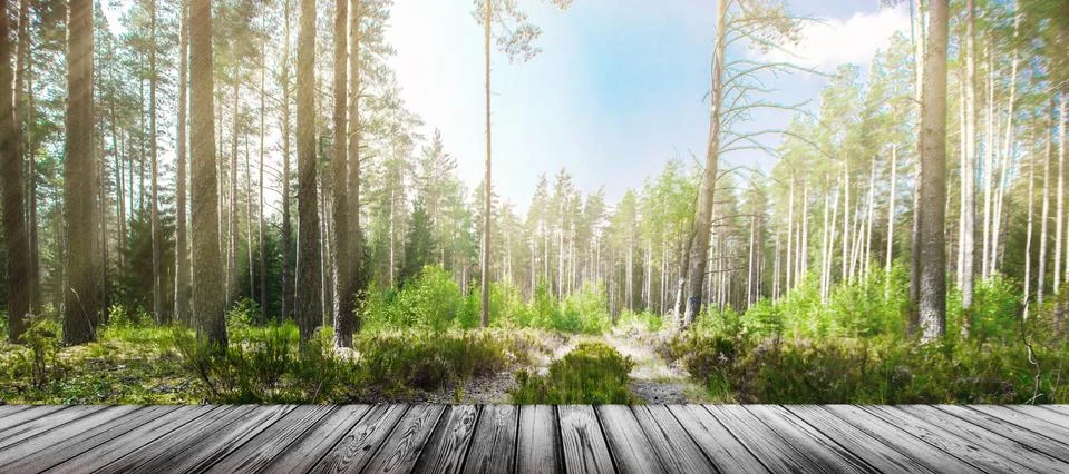 Road in summer forest Foto stock