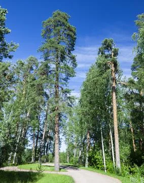 Road in summer pine forest on  clear summer day. Stock Photos