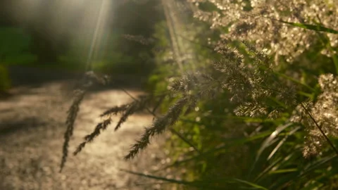 Road, sunset, close-up of grass and a ray of sun. summer grass at sunset Stock-Footage 279005145