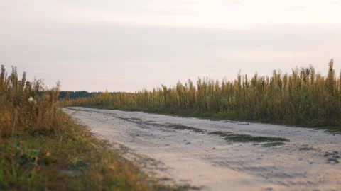 Road at sunset Stock Footage 288839359
