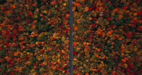 Road Surrounded by Colorful Fall Foliage. Stock Footage 163908487
