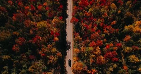 Road Surrounded by Colorful Trees During Fall Stock Footage 163908527