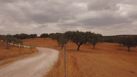 Road surrounded by cork oaks forest field in Alentejo, portugal Stock Footage 139534907