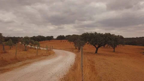 Road surrounded by cork oaks forest field in Alentejo, portugal Stock Footage 139535058