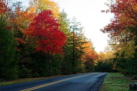 Road surrounded in fall foliage Stock Photos