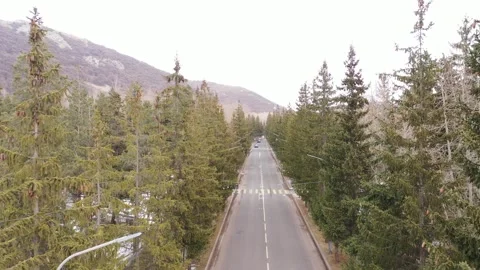 Road surrounded by fir trees 1 Stock Footage 337586582
