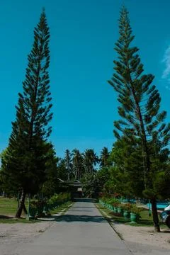 Road surrounded by trees Stock Photos