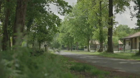 Road surrounded by trees with plants Video stock 345717622