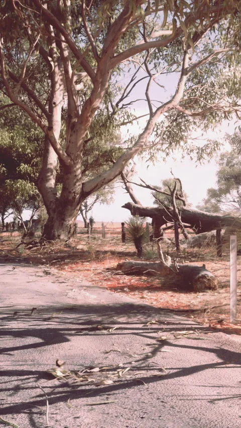Road surrounded by trees in a rural area during daytime Stock Footage 339399097