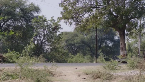 A road surrounded by trees, with a Van and a Bike crossing the road Stock Footage 281278876