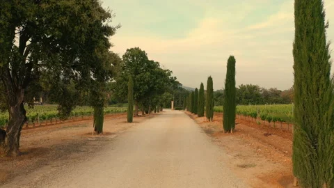 Road Is Surrounded By Vineyards. Stock Footage 203795839