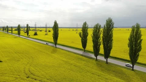 The road surrounded by yellow rape fields. Asphalt road on the countryside Stock Footage 193985083