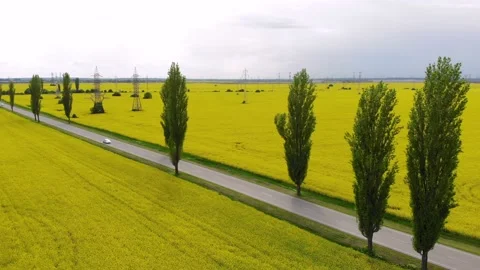 The road surrounded by yellow rape fields. Asphalt road on the countryside Video stock 193986005