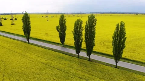 The road surrounded by yellow rape fields. Asphalt road on the countryside Video stock 193986379
