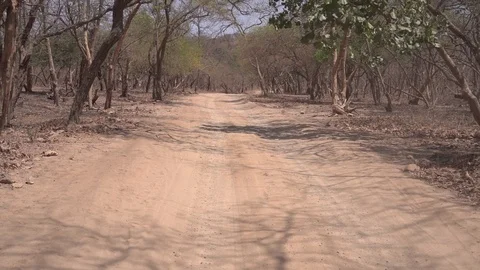 Road terrain between the forest Stock Footage 111192919