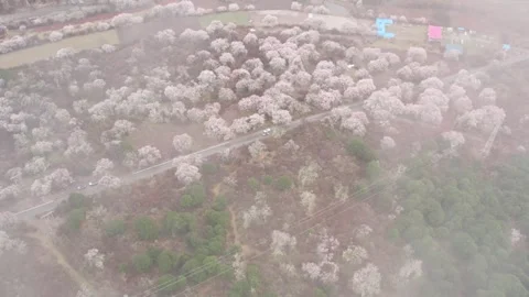 Road threading flowering peach crowns in Nyingchi aerial Video stock 345888767