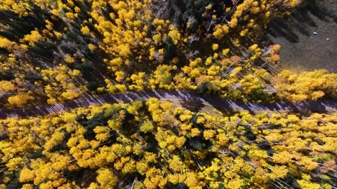 Road through Autumn Aspen Trees 02  | Car Driving | Mountains | 4K Drone Footage Stock Footage 293244889