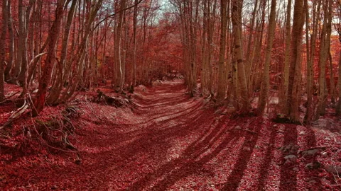 Road through a autumn beech forest covered with red fallen leaves Stock Footage 341658014