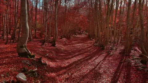Road through a autumn beech forest covered with red fallen leaves Stock Footage 344743309