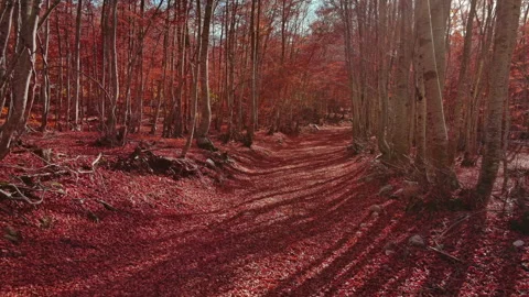 Road through a autumn beech forest covered with red fallen leaves Stock Footage 345438126