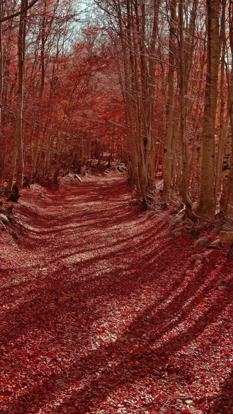 Road through a autumn beech forest covered with red fallen leaves Stock Footage 345992433
