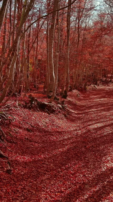 Road through a autumn beech forest covered with red fallen leaves Stock Footage 346650555