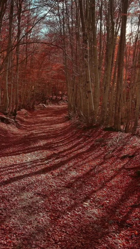 Road through a autumn beech forest covered with red fallen leaves Stock Footage 346651110