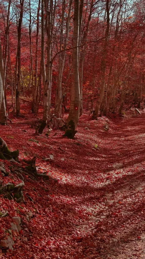 Road through a autumn beech forest covered with red fallen leaves Stock Footage 346652035