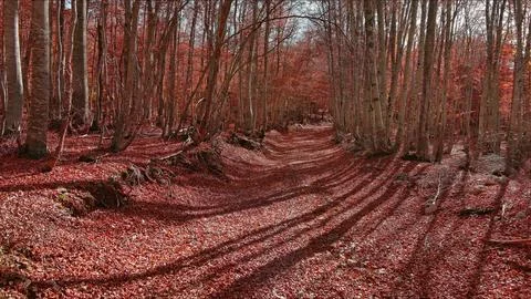 Road through a autumn beech forest covered with red fallen leaves Stock Photos