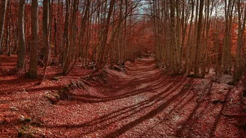 Road through a autumn beech forest covered with red fallen leaves Stock Photos