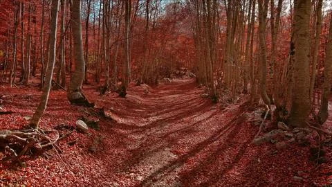 Road through a autumn beech forest covered with red fallen leaves Stock Photos