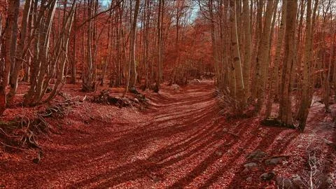 Road through a autumn beech forest covered with red fallen leaves Stock Photos