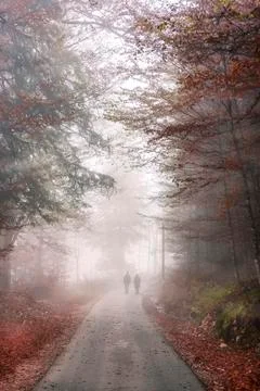 Road through autumn forest and mist Stock Photos