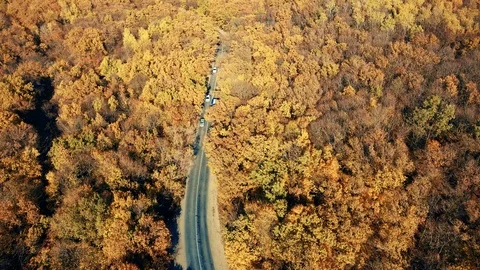 Road through autumn forest Stock Footage 100978699