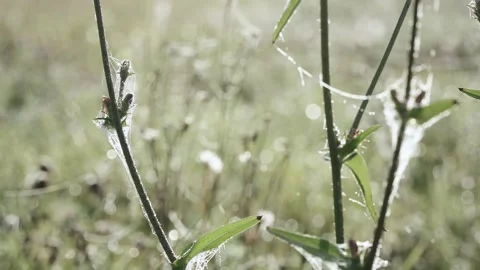 Road through the autumn forest Stock Footage 140986904
