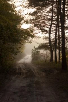 Road through the autumn forest Stock Photos