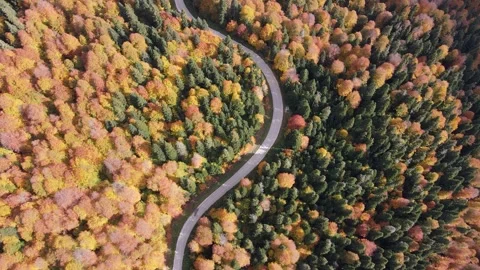 Road Through Autumn Forests Vídeo Stock 333319619