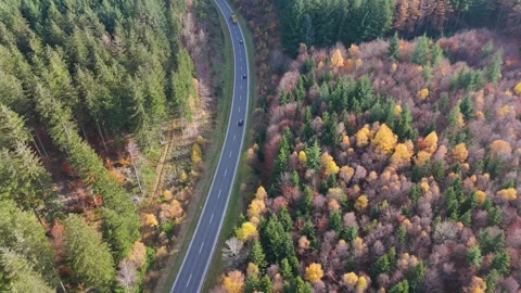 Road through autumnal deciduous and coniferous forest landscape, autumn color Stock Footage 321062053