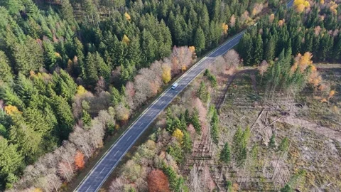 Road through autumnal deciduous and coniferous forest landscape, autumn Stock Footage 337538314