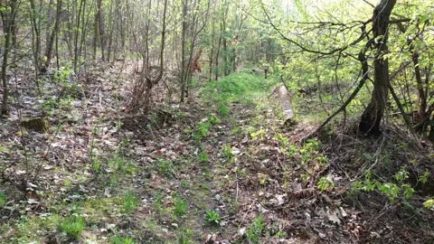 Road through beautiful wild forest, insects flying at sunshine. Stock Footage 113147244