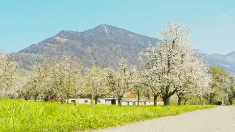The road through the blooming garden. Stock Footage 128707782