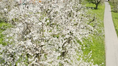 The road through the blooming garden. Stock Footage 128710063