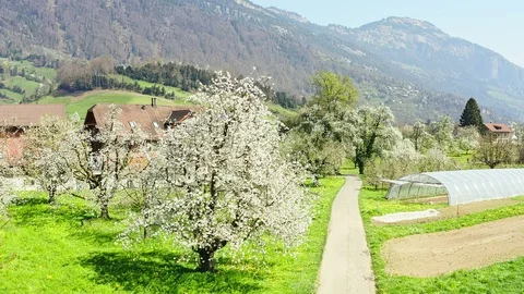 The road through the blooming garden. Stock Footage 128714116